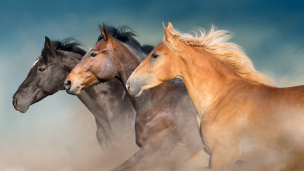 Wall Mural - horses herd portrait in motion with dark blue sky behind