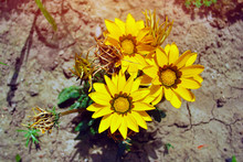 Yellow Flowers On Dry Land. Gazania. Nature Autumn Background