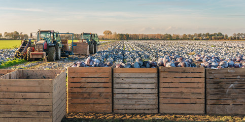 Wall Mural - Pause during the mechanical harvesting of red cabbages on the field in the autumn season