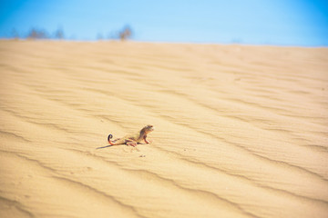 Spotted toad-headed Agama on sand close up