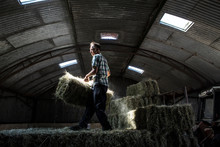 Farmer Stacking Hay Bales In Barn