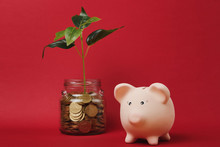 Pink Piggy Money Bank, Pile Gold Coins In Glass Jar With Green Plant Sprout Isolated On Red Background. Money Accumulation Investment, Banking Services, Wealth Concept. Copy Space Advertising Mock Up.