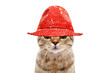 Portrait of a secretive cat in a red hat isolated on white background