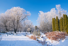 Scenic View Of The Winter Park With Picturesque Trees Covered By Frost At Sunny Day