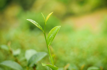  Tip of new sprout tea leaves with tea plantation area in background. Flush or three top young and juicy leaves with a portion of the stem on which they have grown will be picked for best quality tea.