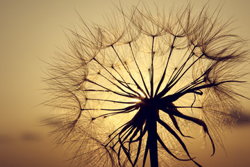 Dandelion silhouette in sunset light, summertime outdoor theme