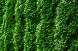 Western thuja emerald green hedge background texture, evergreen trees planted abreast make dense  natural wall. Landscape design concept