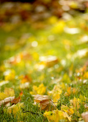 autumn leaves in the park, season concept,