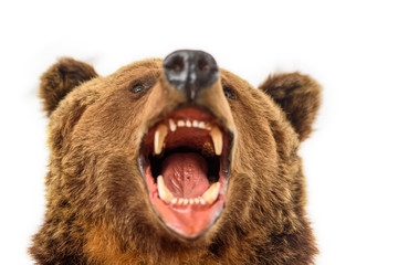 portrait of a snarling bear