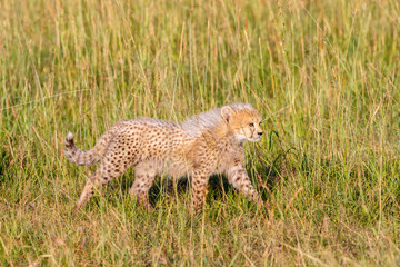 Young fuzzy cheetahs cub walking in the grass of the savannah