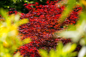 Backlit gold and red autumnal leaves framed by bright yellow out of focus leaves