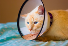 Sadie With Elizabethan Collar Free Stock Photo - Public Domain Pictures