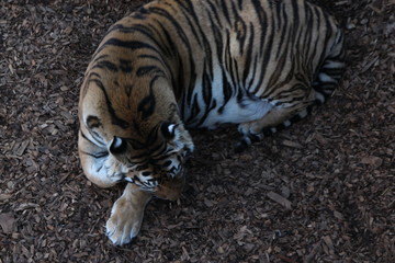 Wall Mural - tiger in zoo