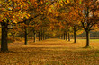 Autumnal path at Wollaton Park, Nottingham