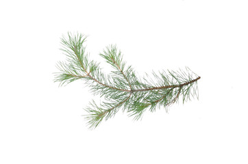 green pine tree branch isolated on white background.