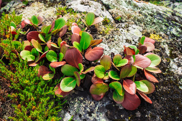 Green and red leaves of bergenia crassifolia close up. Amazing plant grows on rock with copy space. Rich vegetation of highlands. Mountain flora. Detailed natural background. Wonderful nature.