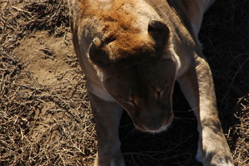 Wall Mural - lion in zoo