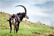 Sable Antelope Bull Standing Proud In An Open Grassland Area, Hippotragus Niger
