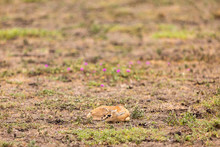 Thomson's Gazelle Resting In Field At Serengeti National Park