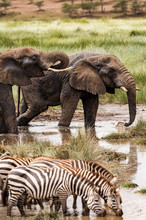 African Elephant And Zebras Drinking Water In A Watering Hole