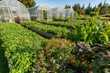 © James R. White - View of greenhouse