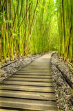 Fototapeta Sypialnia - wooden pathway in the forest
