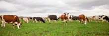 Cows Grazing In The Meadow Panorama