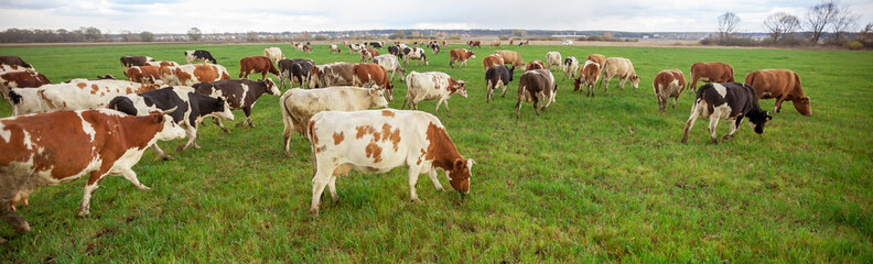 Cows grazing in the meadow panorama