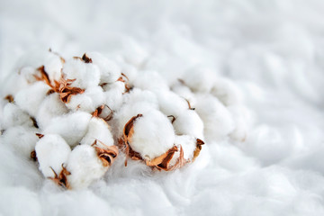 White cotton flowers