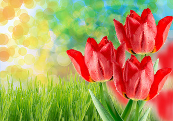 Wall Mural - tulip flowers