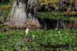 Great Egret and Turtles