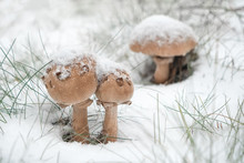 Mushrooms Under The Snow. Frosty Mushroom Outdoor In Winter