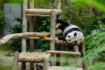 Giant panda bear sleeping on a wooden bench