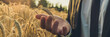 © Gajus - Wide view image of businessman carefully holding ripening ear of wheat