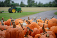 Pumpkins In A Farm With A Tractor