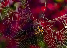 Spider In Sunlit Sparkling Web With Autumn Colour Background