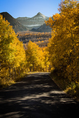 Wall Mural - A road in the mountains surrounded by yellow autumn leaves