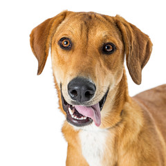 Wall Mural - Closeup Portrait Happy Smiling Crossbreed Dog