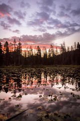 Wall Mural - Silhouettes of pine trees with a cloudy sunrise reflected on lake with lily pads