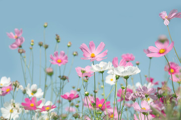 Wall Mural - bueatiful cosmos flower on blue sky background.