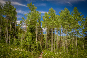 Wall Mural - Tall aspen trees with trail and family hiking