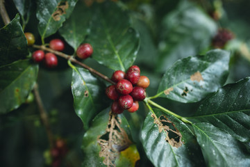 Poster - red cherry coffee beans Arabica In nature