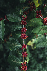 Poster - red cherry coffee beans Arabica In nature