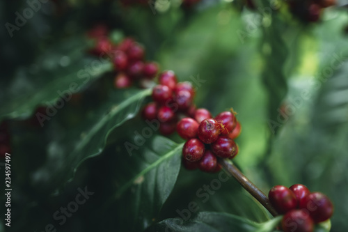 Plakat red cherry coffee beans Arabica In nature