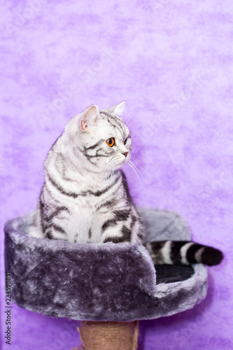 British Shorthair Cat Color Blotched Tabby Sitting In A House
