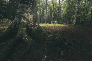 Poster - Dark tree roots in foggy forest. Magic light in the background