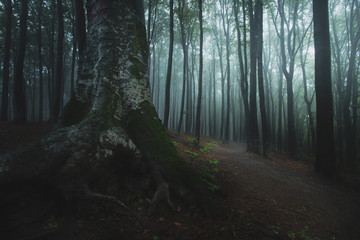 Poster - Close up of dark tree in foggy forest