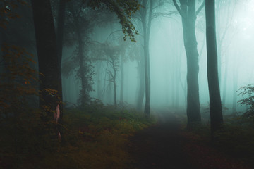 Poster - Dreamy light in foggy forest