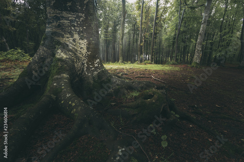 Dark tree roots in foggy fo...