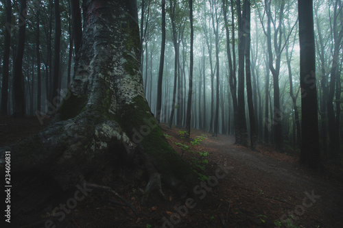 Close up of dark tree in fo...